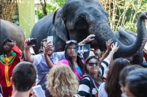 The World Animal Protection organization has started a campaign advocating that people stop taking selfies with wild animals, as seen here in Thailand. 