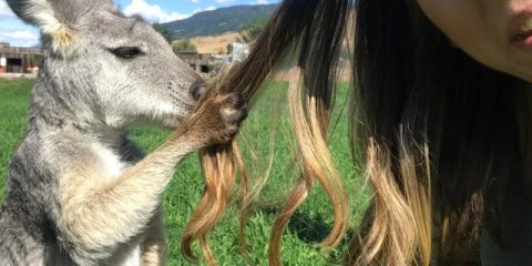 Remember kids, never get too close to wild animals. 🦘